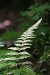 Fern on the White Oak Mountain property